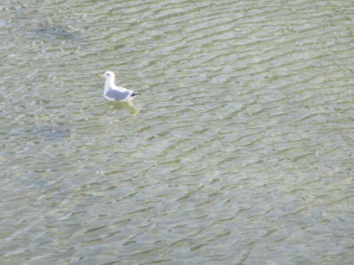 川であそぶ水鳥
