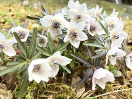 ノルディック・ウォーキング